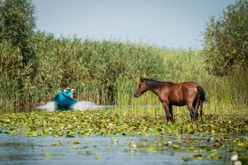 Horse stood in water on danube delta